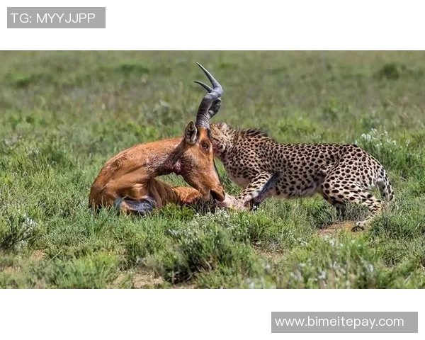 仍未作出决定,重伤猎豹或许退役?